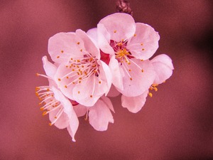 Kirschblüte Aveda Cherry Almond Inhaltsstoffe