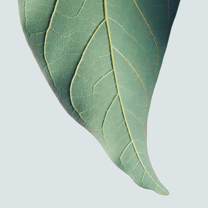 Aveda Botanical Repair Inhaltsstoffe