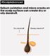 Scalp Advanced Anti-Dandruff Dermo Clarifier Shampoo